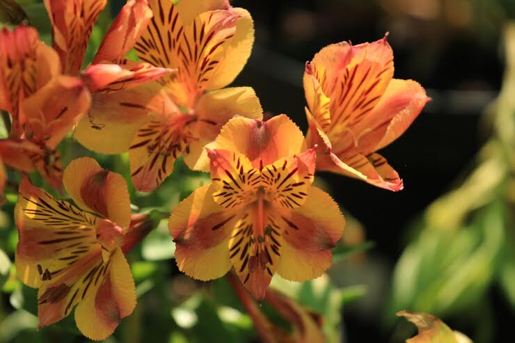 The Meaning Of The Alstroemeria Flower And Its Hidden Beauty
