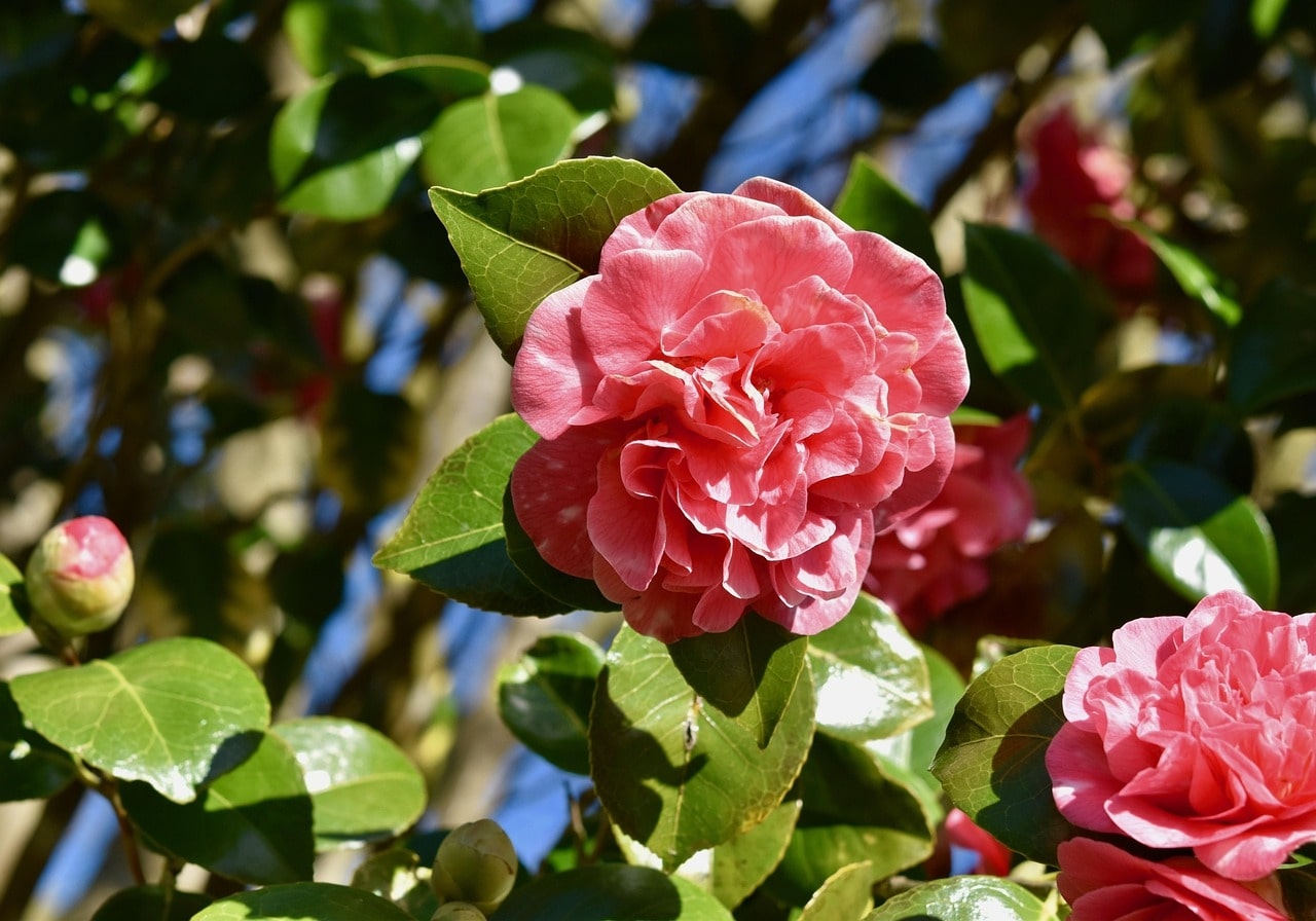 The Most Popular Types of Camellia Flowers Explained