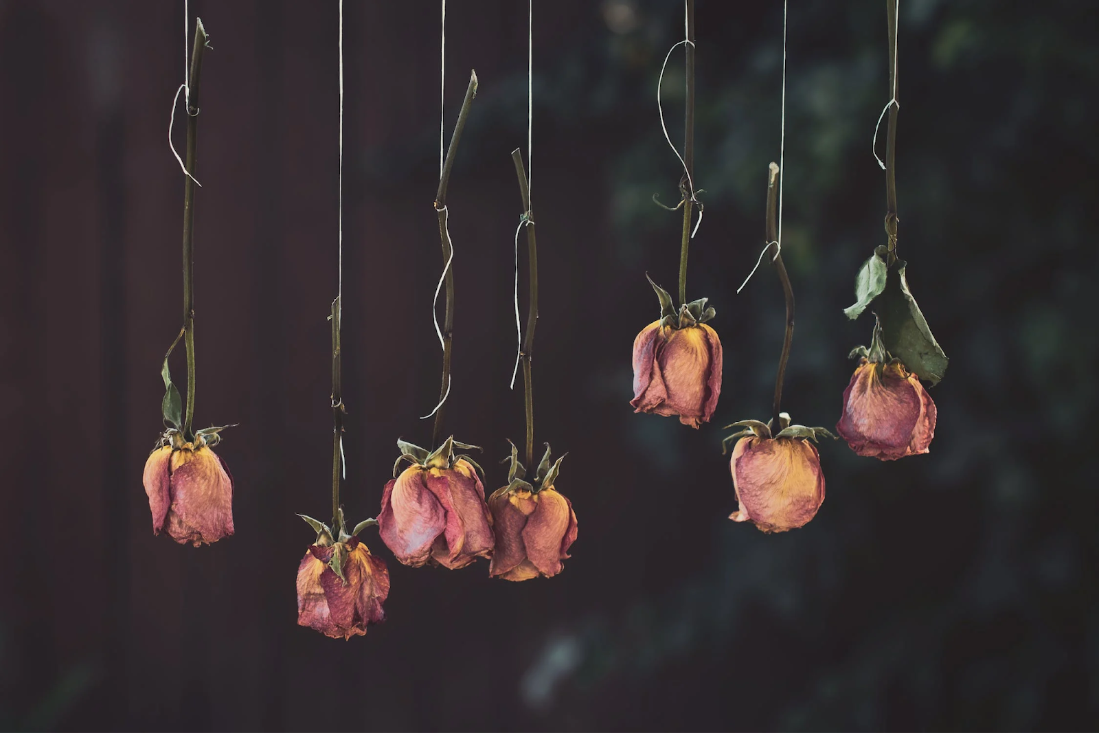 Tied dried roses