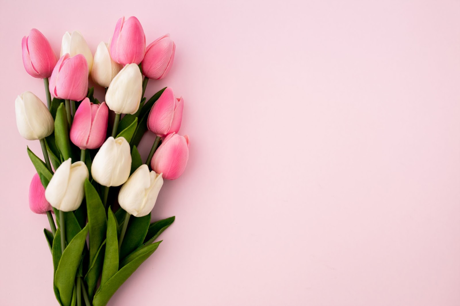 What Do Tulips Represent? 9 Types And Meanings Of Tulip Flowers