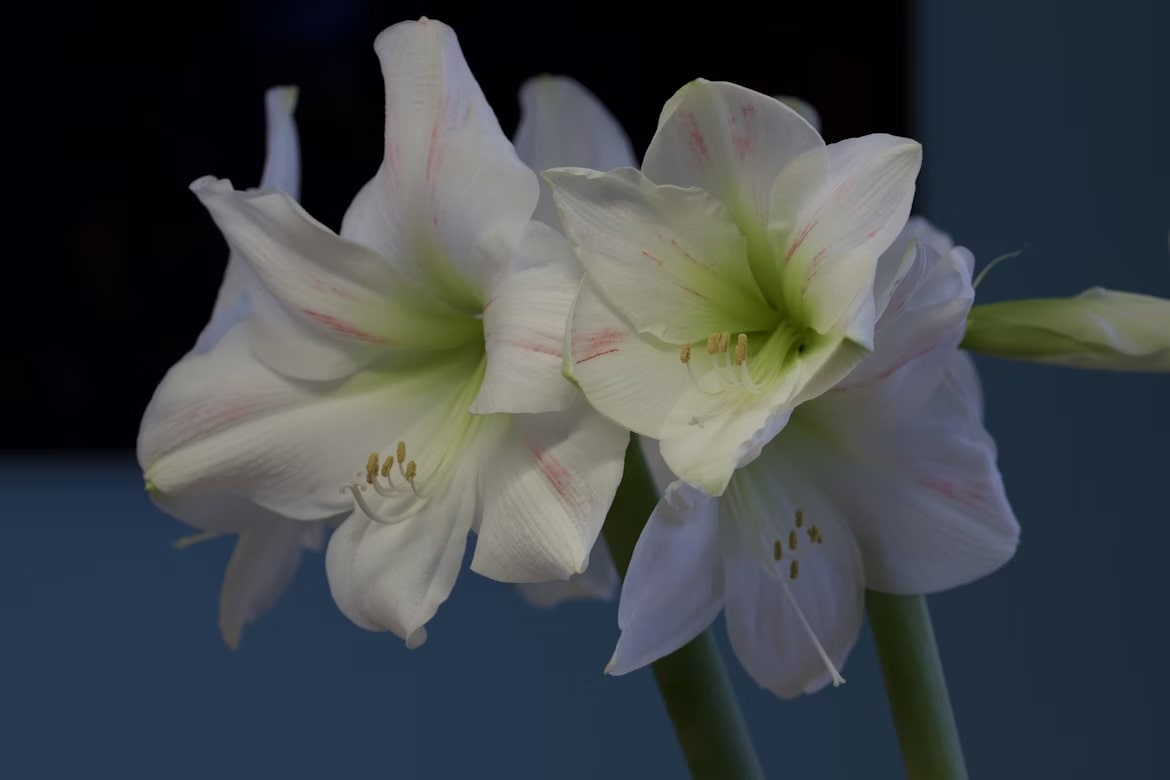 Types Of Amaryllis: A Simple Guide To These Bold Blooms