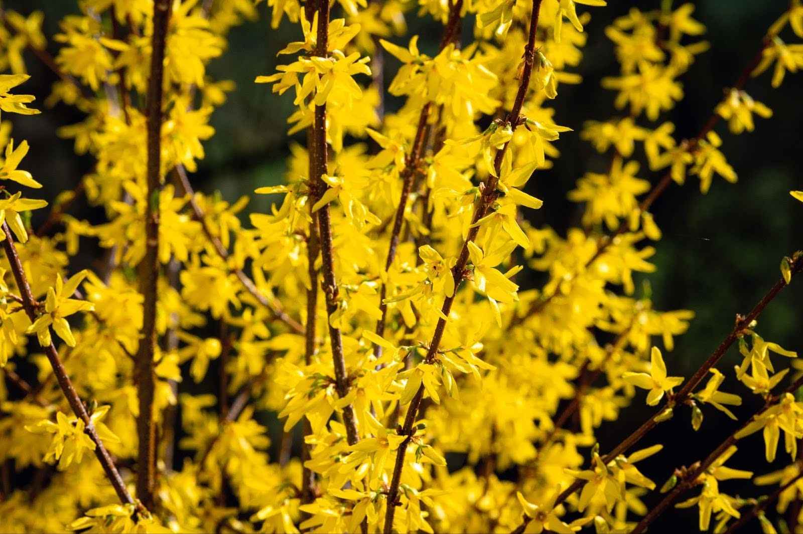 Types Of Forsythia: 19 Beautiful Varieties For Stunning Gifts