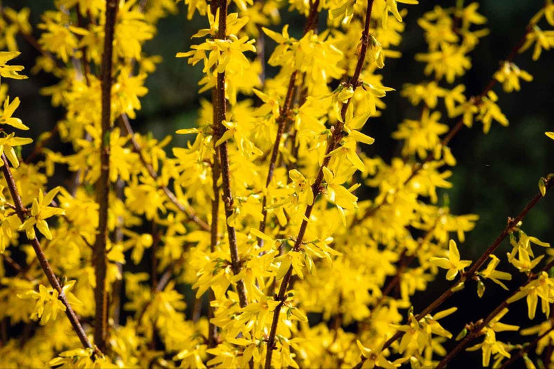 Types Of Forsythia: 19 Beautiful Varieties For Stunning Gifts