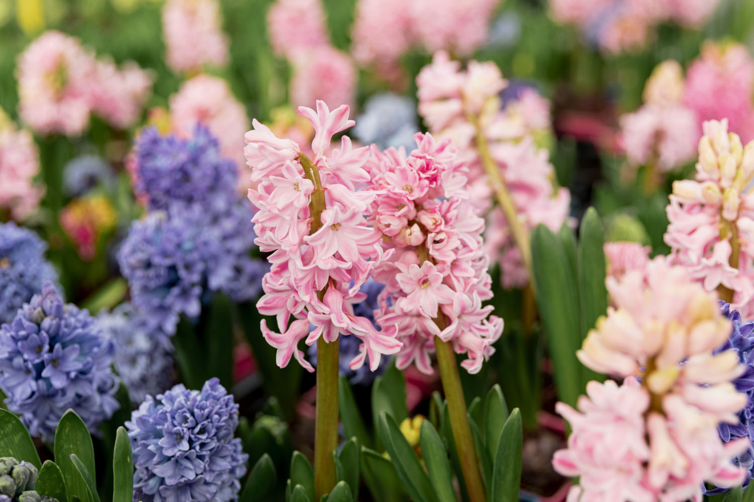What Do Hyacinth Flowers Mean? Discover Their True Significance
