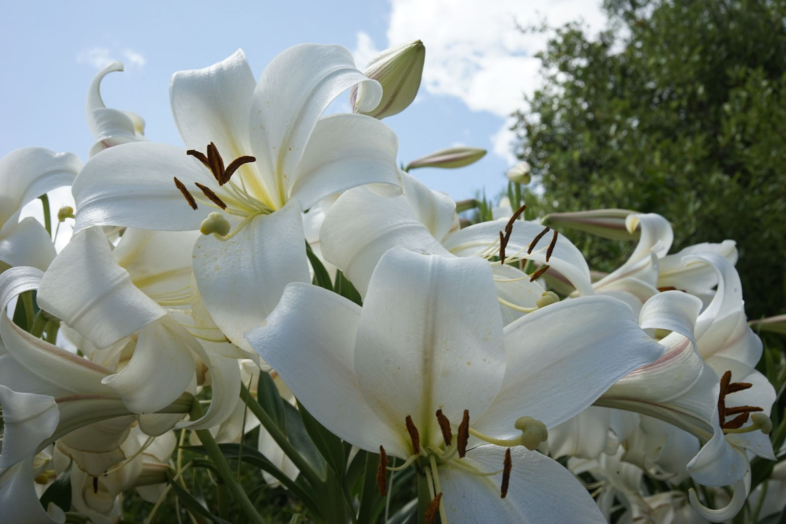 What Do Lilies Represent? Meaning And Symbolism