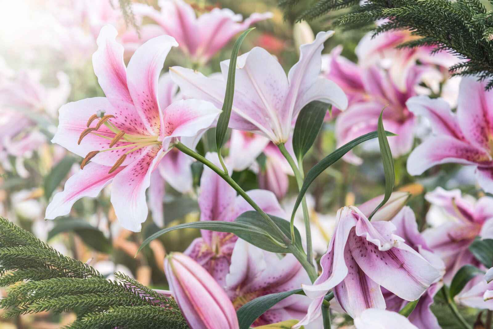What Flowers Go Well With Lilies? 41 Flowers That Pairs With Them