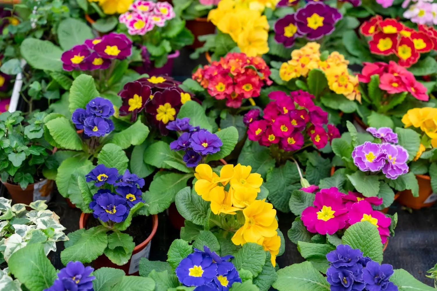 What Is Flower Food Unlocking The Secret To Longer-Lasting Blooms