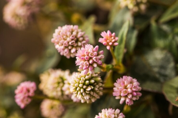 Gomphrena Flower Meaning: What This Bloom Represents