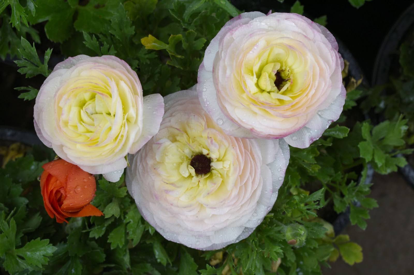 When Are Ranunculus in Season? A Singapore Flower Guide