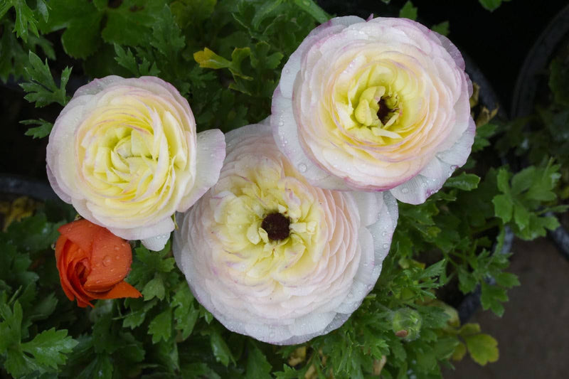 When Are Ranunculus in Season? A Singapore Flower Guide