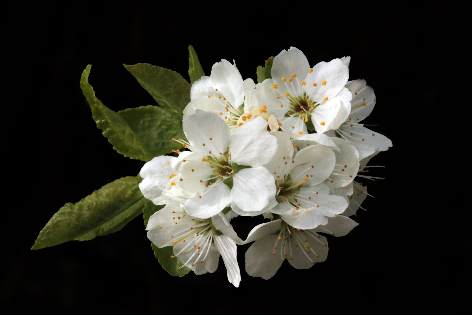 How To Preserve Fresh Flowers From A Funeral: 6 Easy Methods
