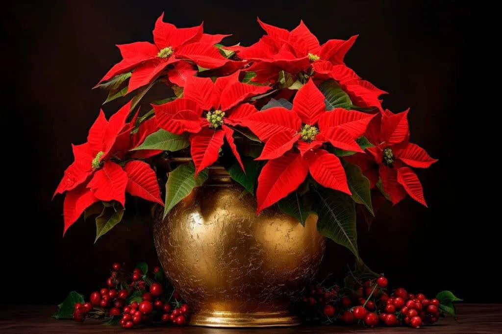 Why Are Poinsettias Christmas Flowers? 7 Festive Facts