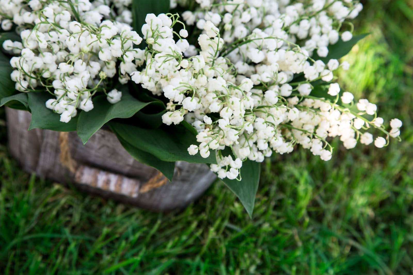 Your Guide To Growing Lily Of The Valley In Singapore