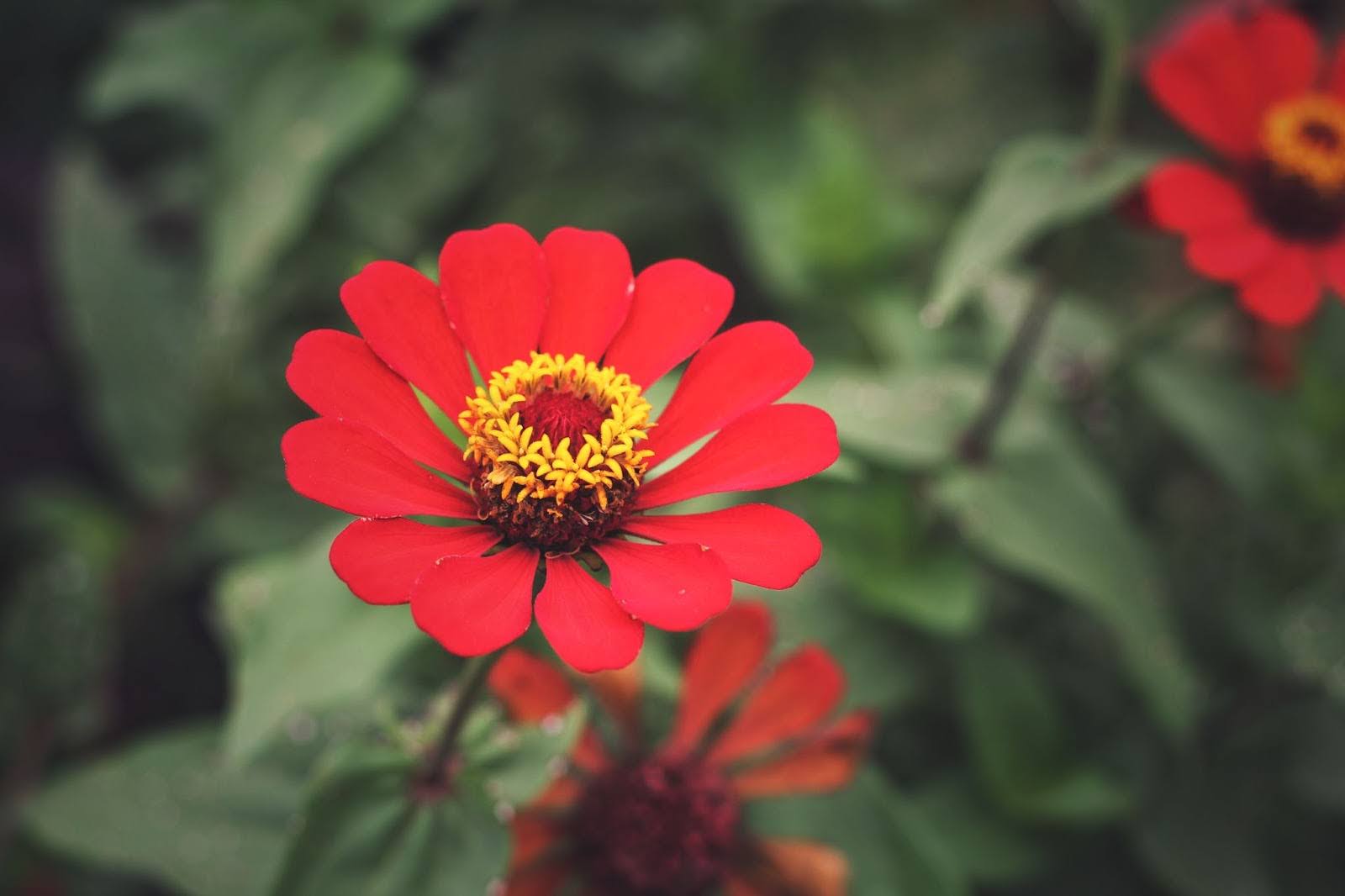 Zinnia Flowers: What This Cheerful Bloom Symbolises