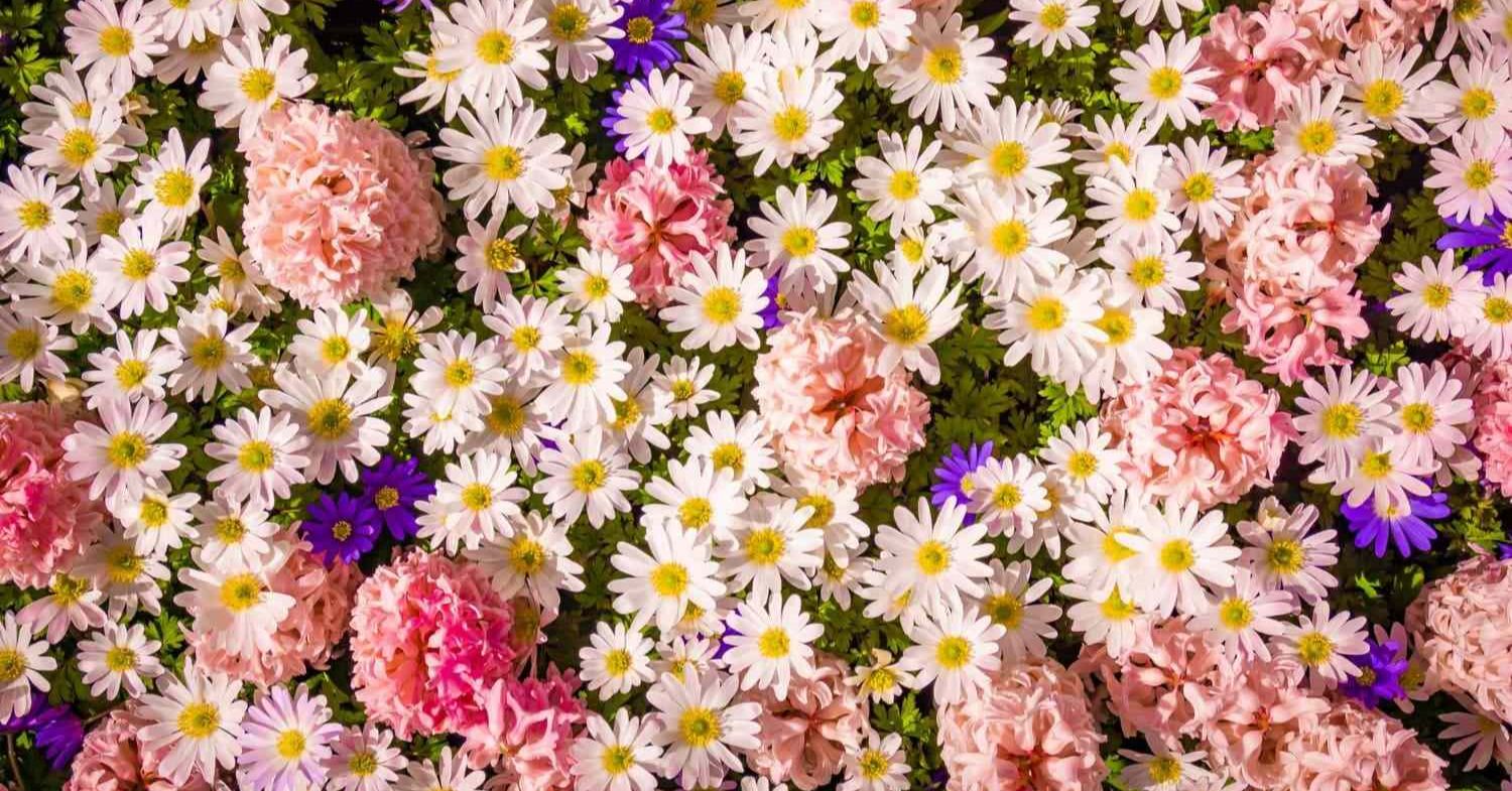 <a href="https://www.thesmartcurators.com/best-grand-opening-flowers-singapore/" target="_blank">TheSmartCurators</a>