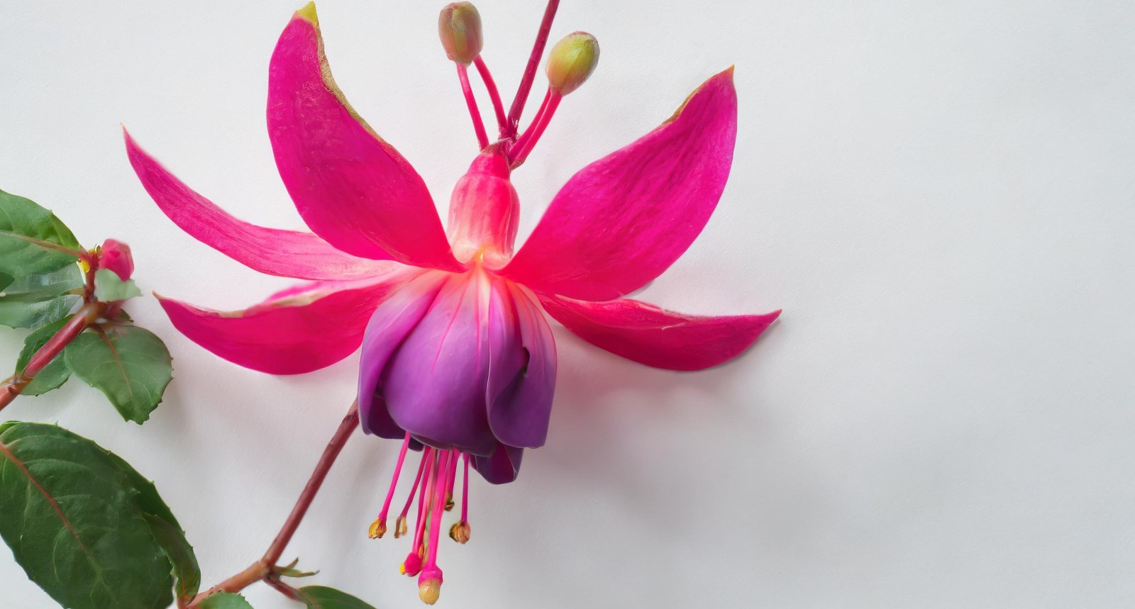 Fuchsia Flower Meaning: A Guide To Symbolism And Gifting Ideas