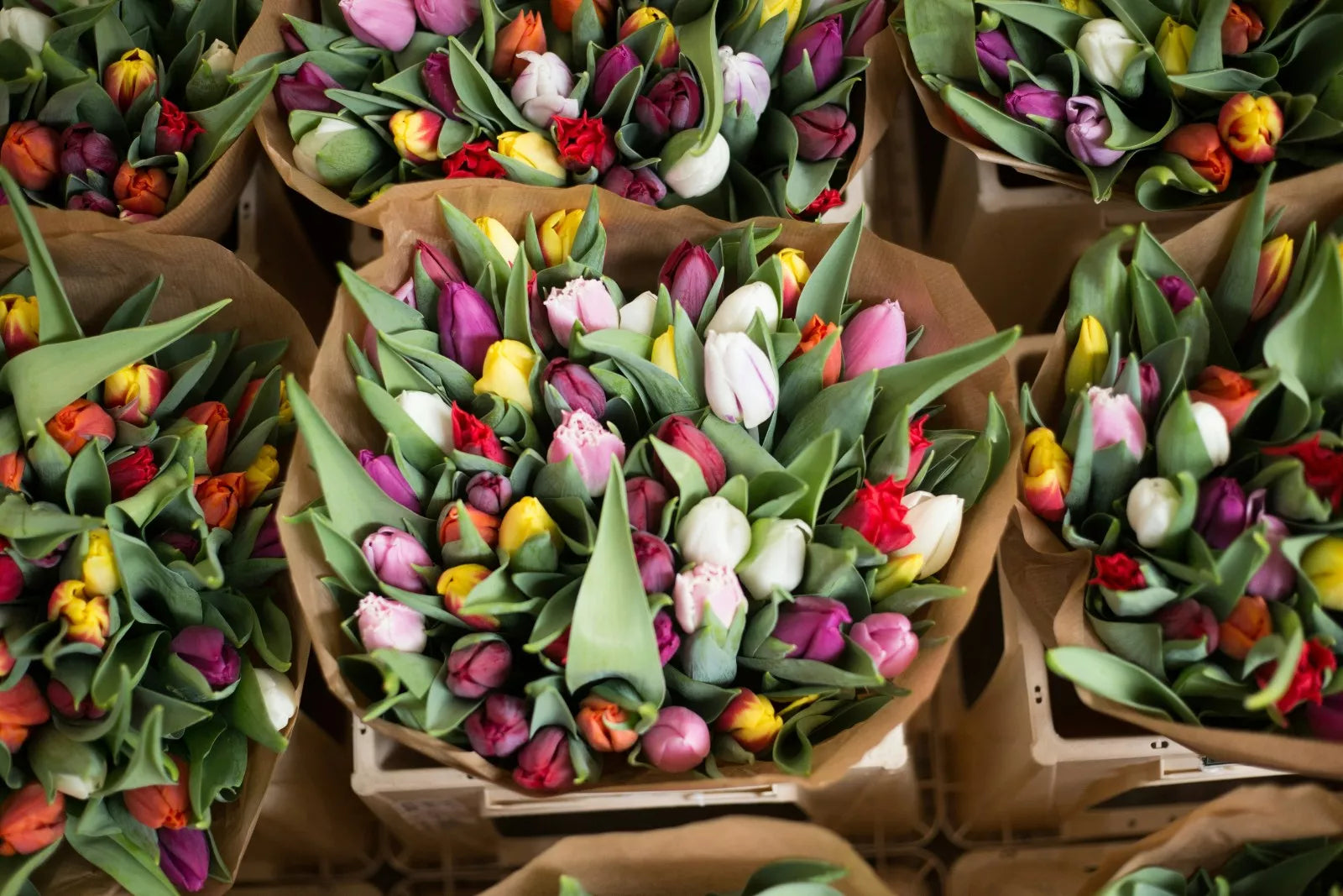 How To Take Care Of Tulips Indoors: 5 Tips For Lasting Blooms 