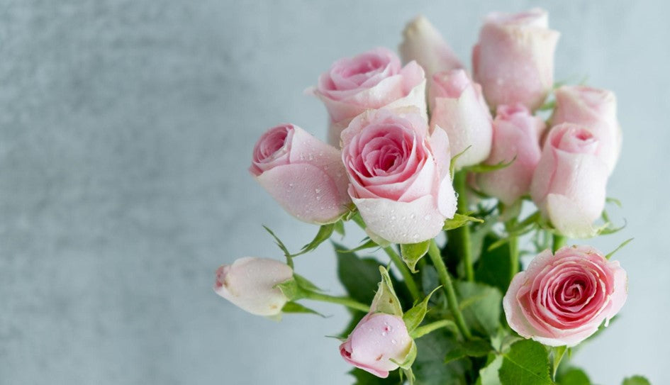 pink Roses in a vase