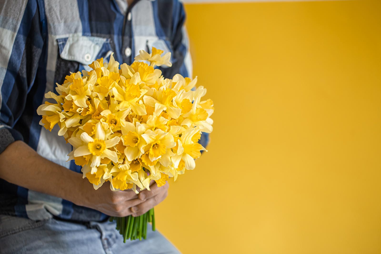 5 Meanings And Symbolisms Of Daffodils