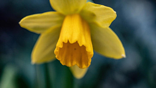 Get To Know 20 Different Types Of Daffodils For Your Bouquets