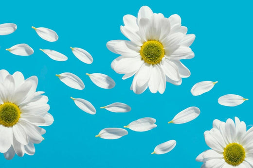 How To Care For Daisies? Here’s A Complete Guide!