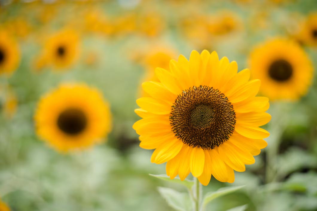 How Long Do Sunflowers Last? A Guide to Keeping Your Blooms Fresh