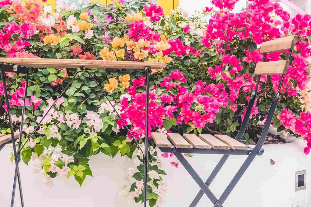 13 Flowers You Can Plant That Bloom All Year In Singapore