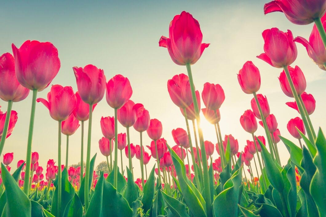 What Season Do Tulips Bloom? Best Times For Tulip Bouquets