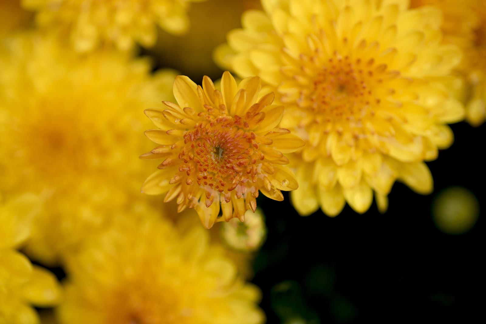 What Is The Meaning Of Chrysanthemum? Definition And Symbolism