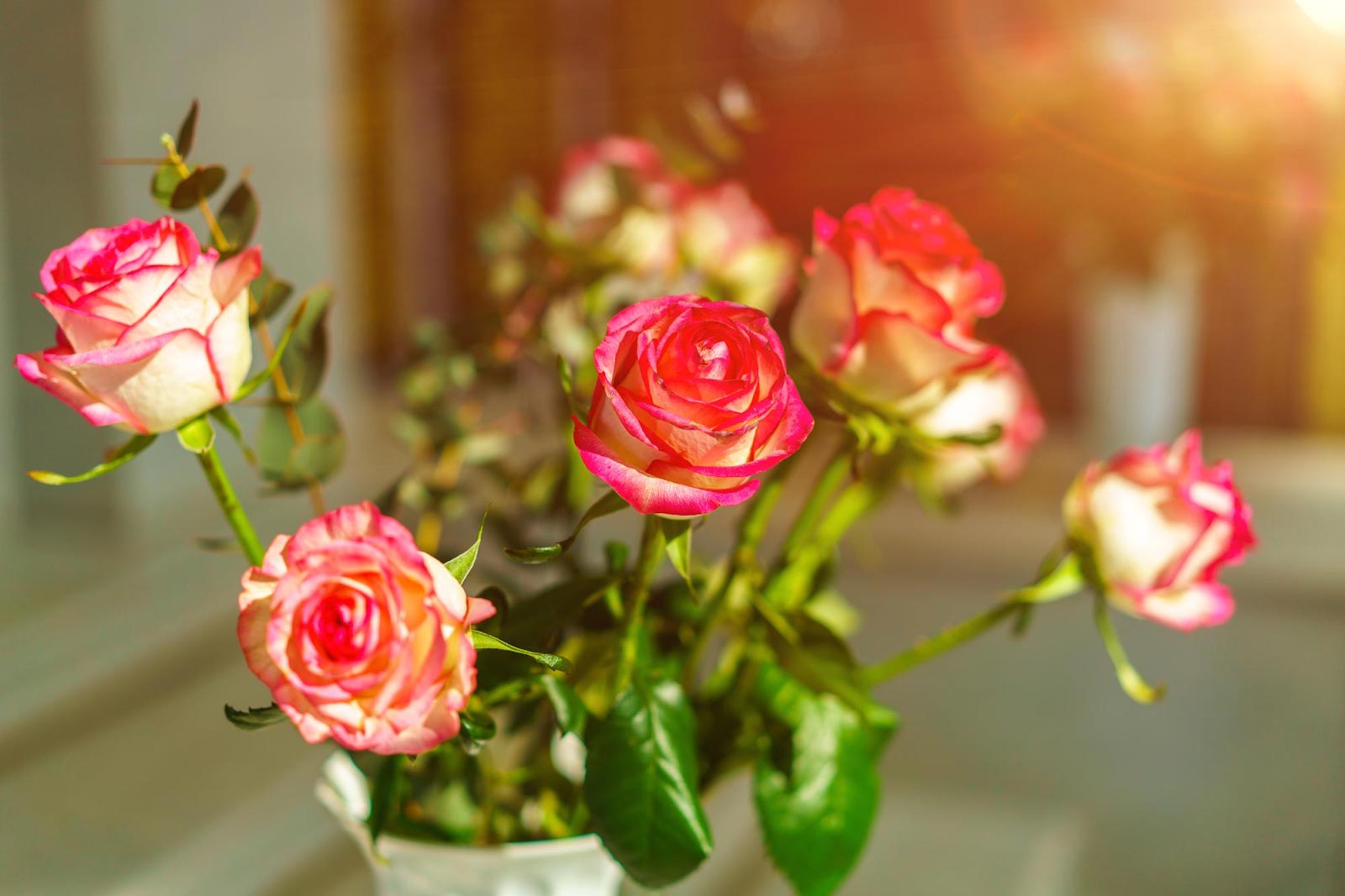 25 Fascinating Facts About Roses: Fun, Interesting, And Timeless