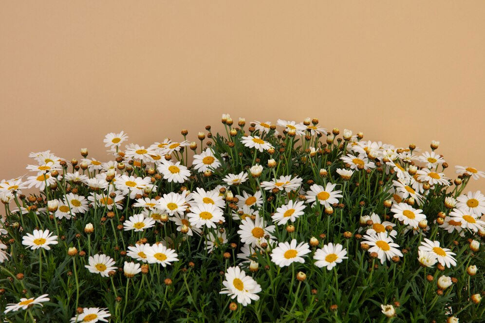 What Flower Means New Beginnings: 27 Blooms To Embrace Fresh Starts