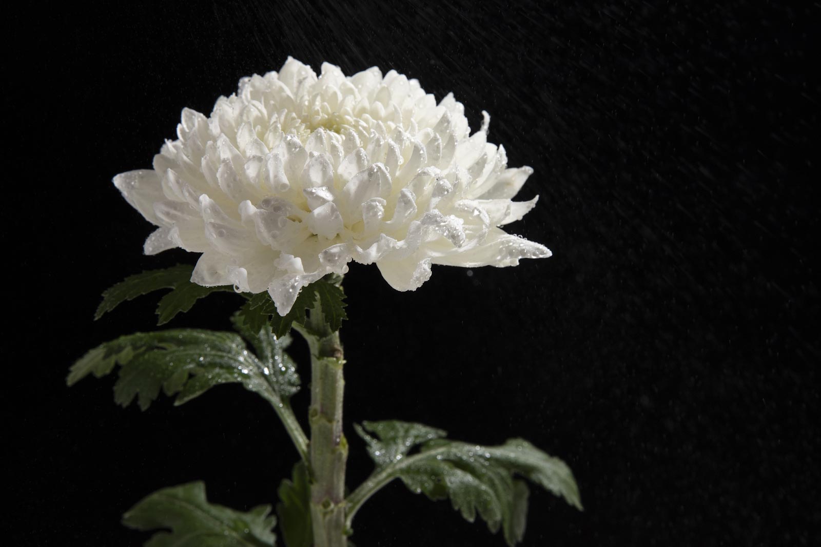 20 Different Types Of Chrysanthemum To Brighten Your Garden
