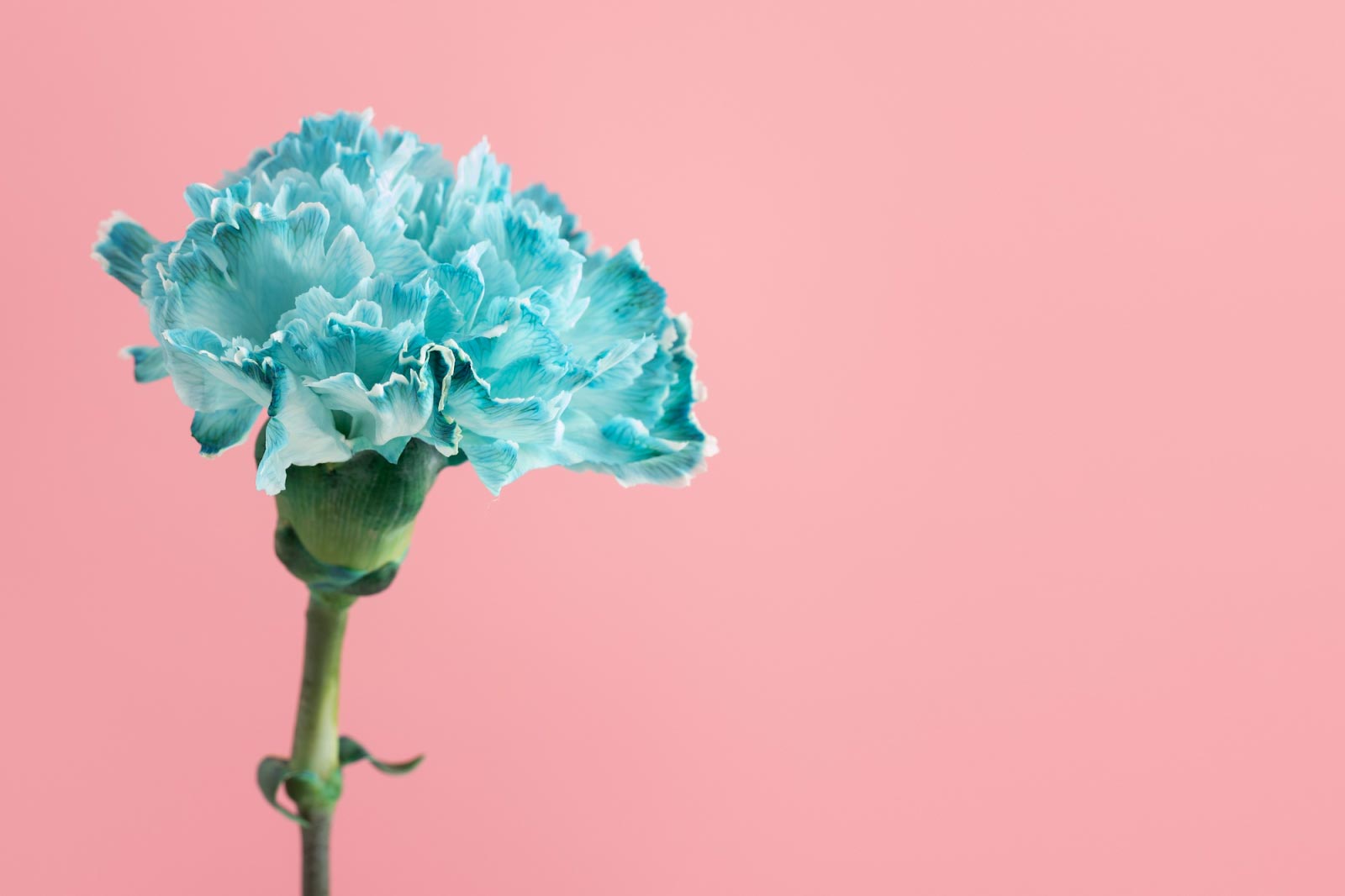 How Long Do Carnations Last In A Vase? 7 Ways For Longer Blooms