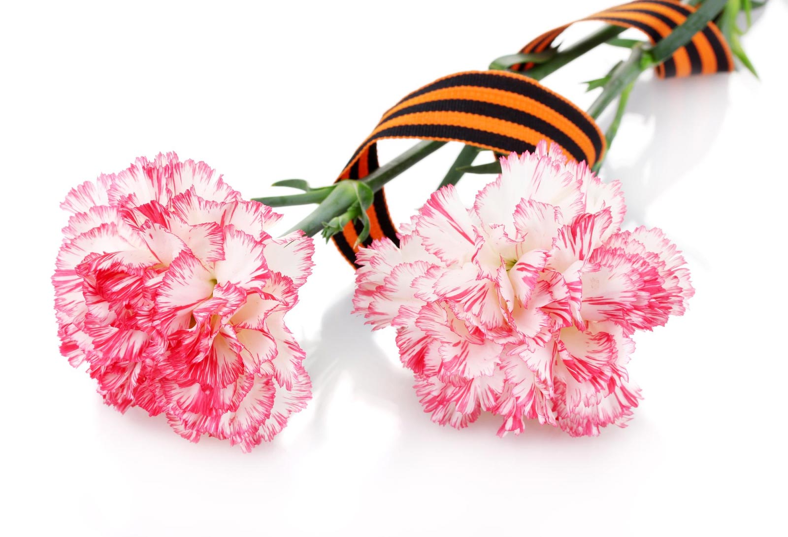 What Flowers Go Well With Carnations? 20 Perfect Flower Pairings