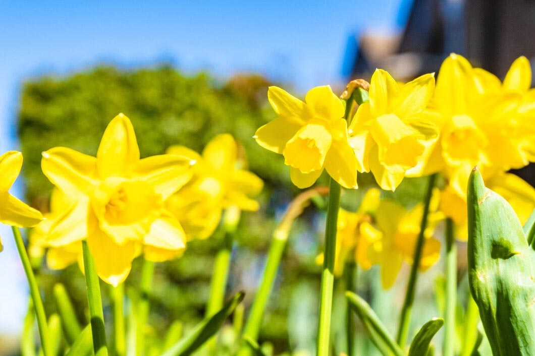 The Meaning And Symbolism Of Daffodils: What These Bright Flowers Represent