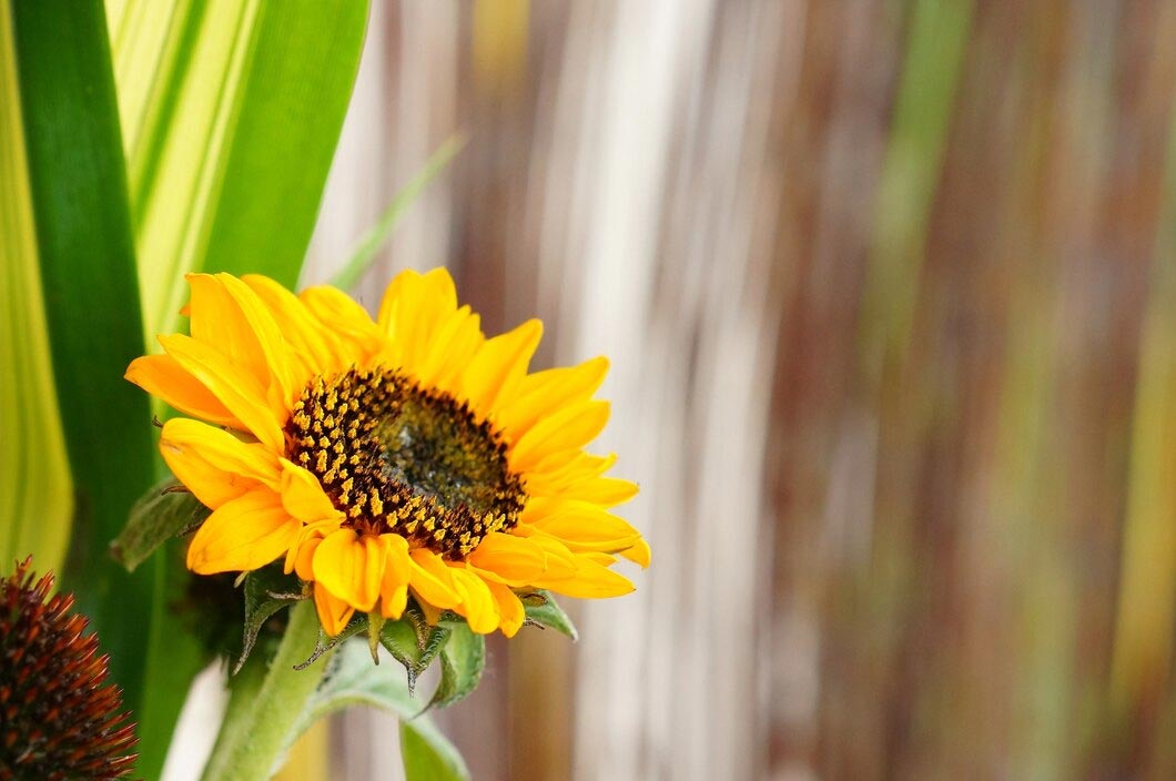 How To Dry Sunflowers: A Step-by-Step Guide for Preserving Their Beauty