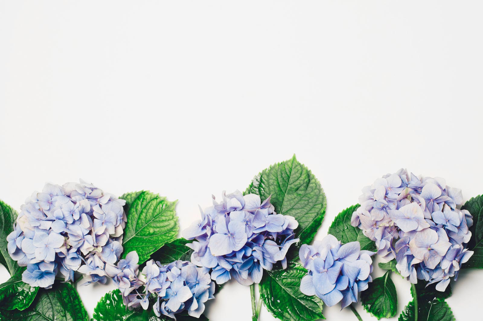 22 Types Of Hydrangeas To Choose For Your Arrangements