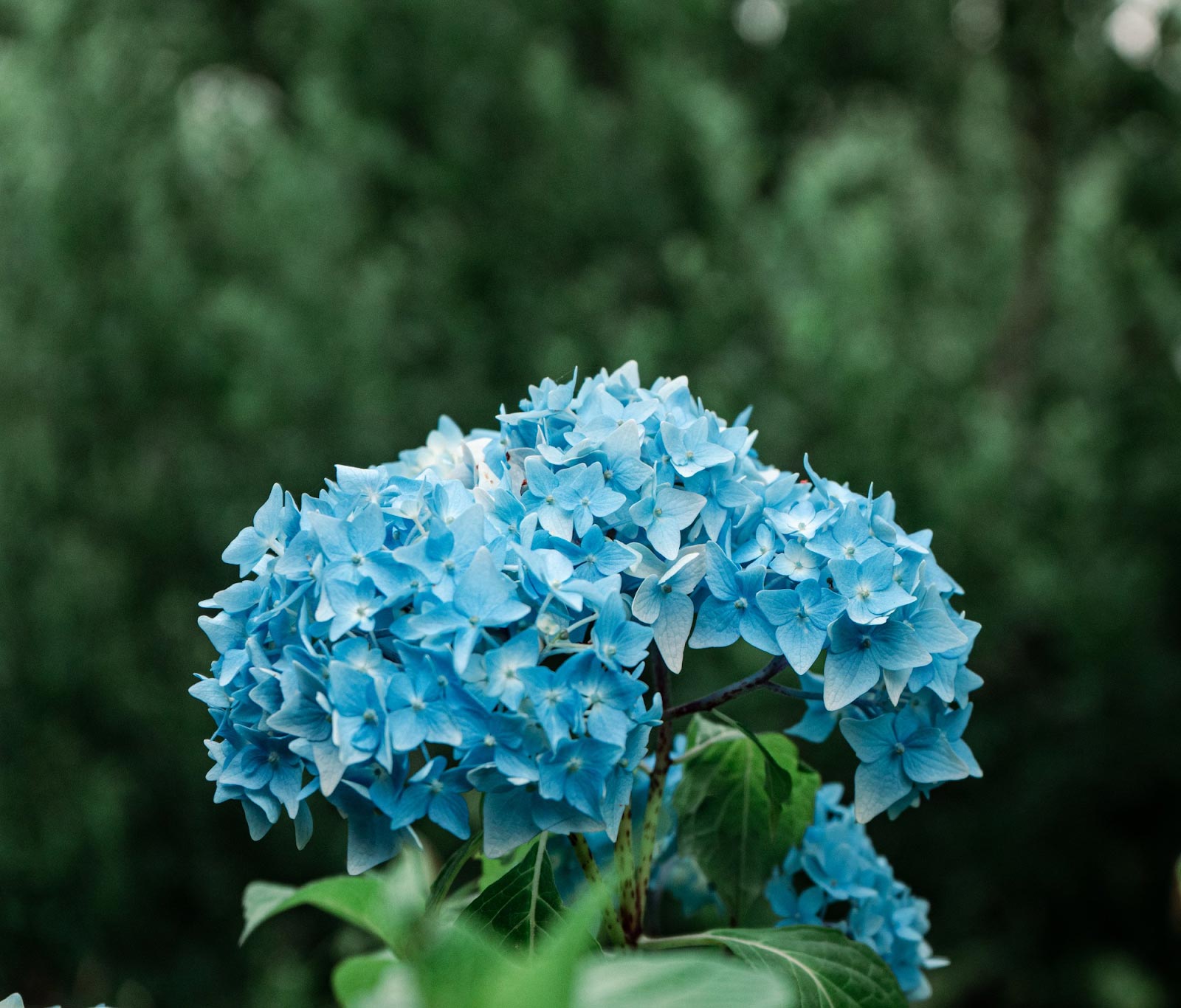 20 Flowers That Look Like Hydrangeas