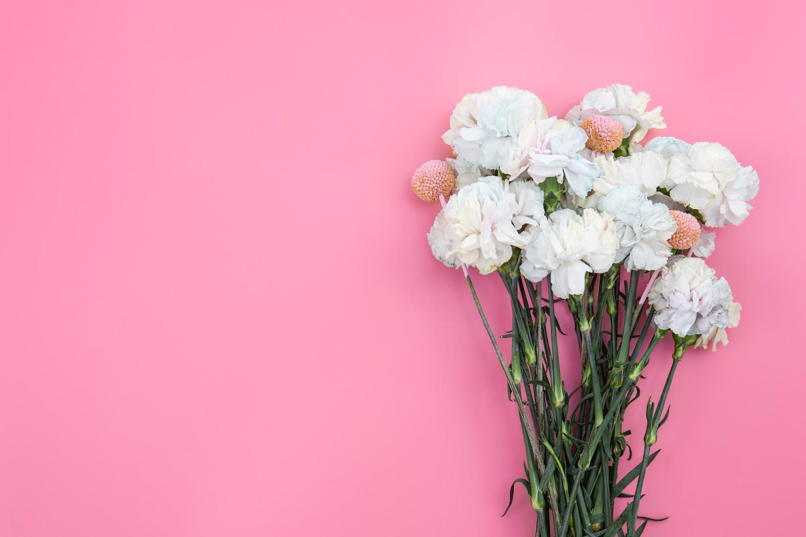 Get To Know These 30 Different Types Of Carnations