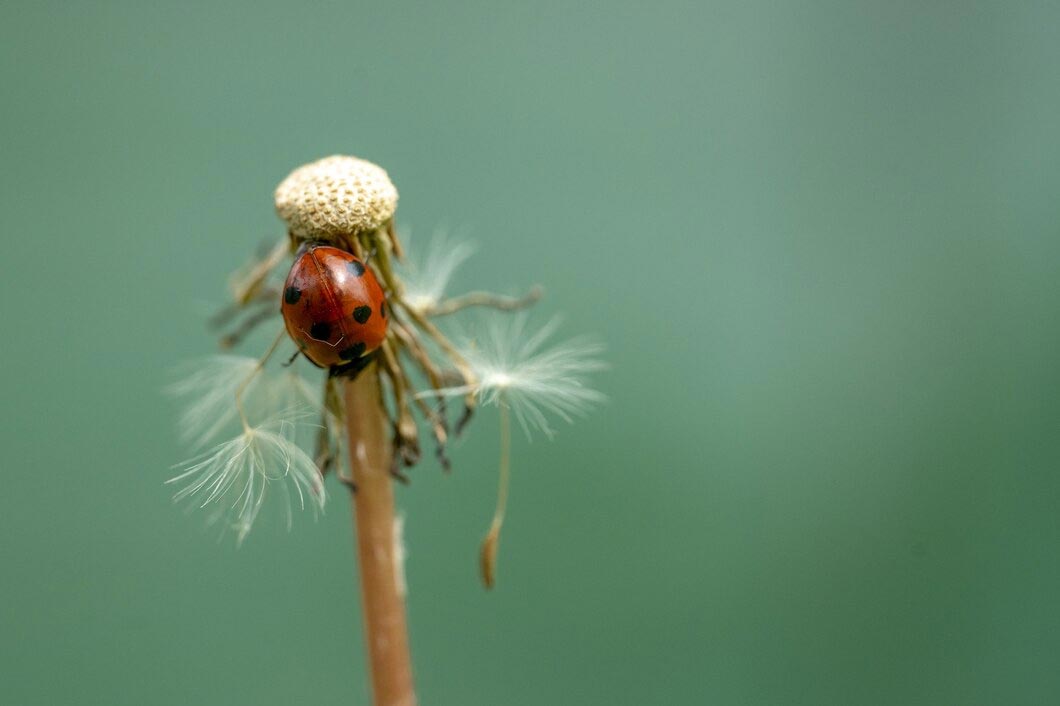 Do Dried Flowers Attract Bugs? What You Need To Know