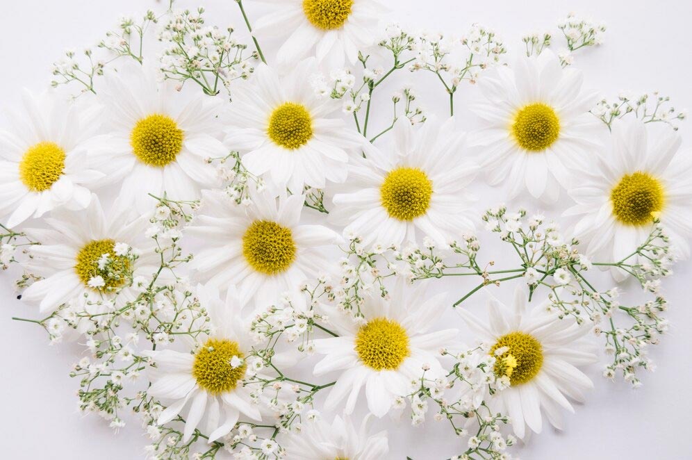 27 Types Of White Wedding Flowers For Brides-To-Be