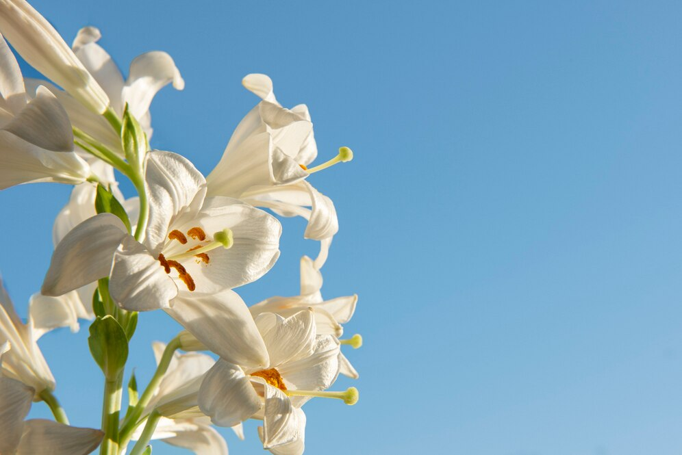 A Lily Flower’s Language: 4 Types Of Lilies And Their Symbolisms
