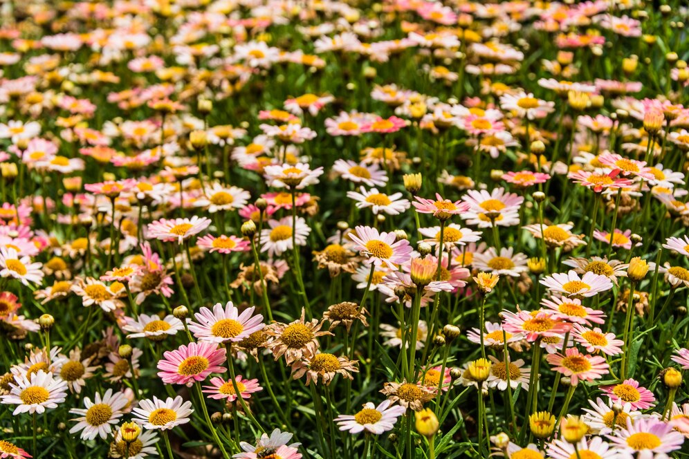 The Daisy Flower Language: 4 Daisy Types And Their Symbolisms