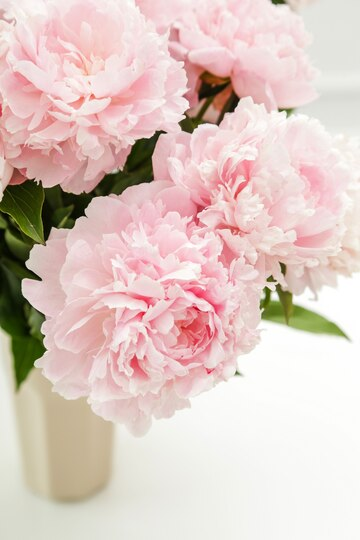 10 Peony Flower Symbolisms And Colour Meanings: Must-Read!