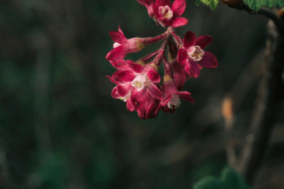 Discover 10 Of The World's Most Beautiful And Rare Flowers