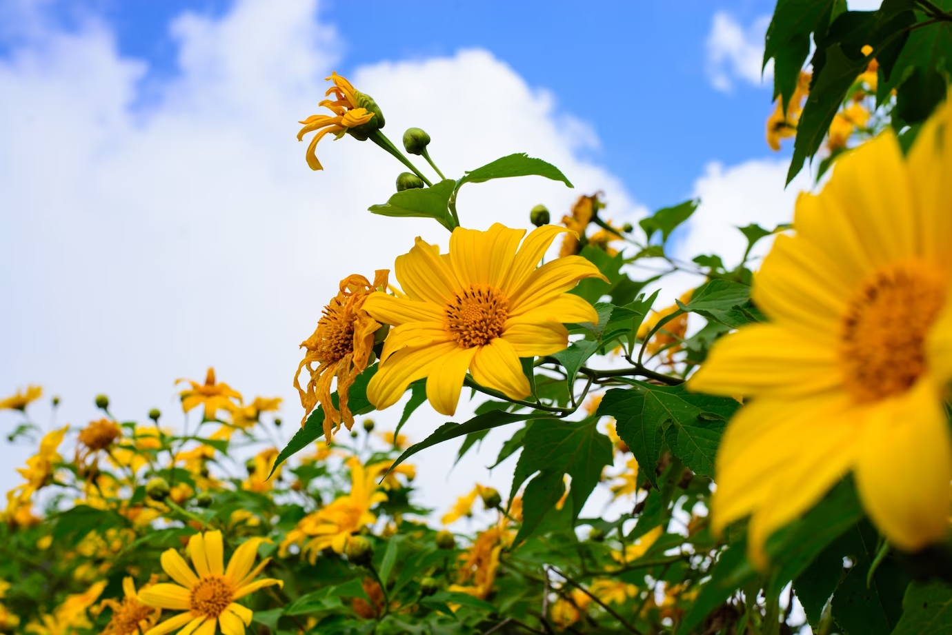 10 Flowers That Bloom All Summer In Full Sun