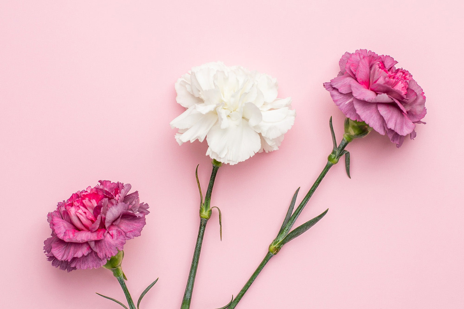 How To Take Care Of Carnations In A Vase? 7 Simple Tips