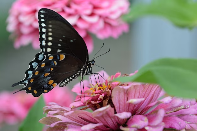 37 Flowers That Attract Butterflies: Easy To Care! [2025] - Windflower Florist