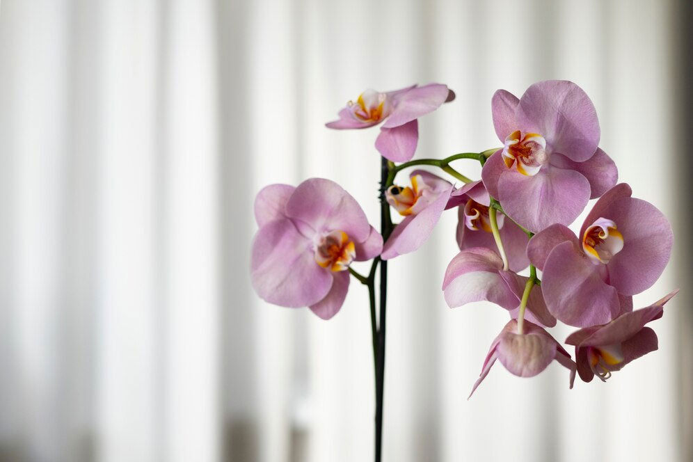 10 Different Types Of Orchids In Singapore