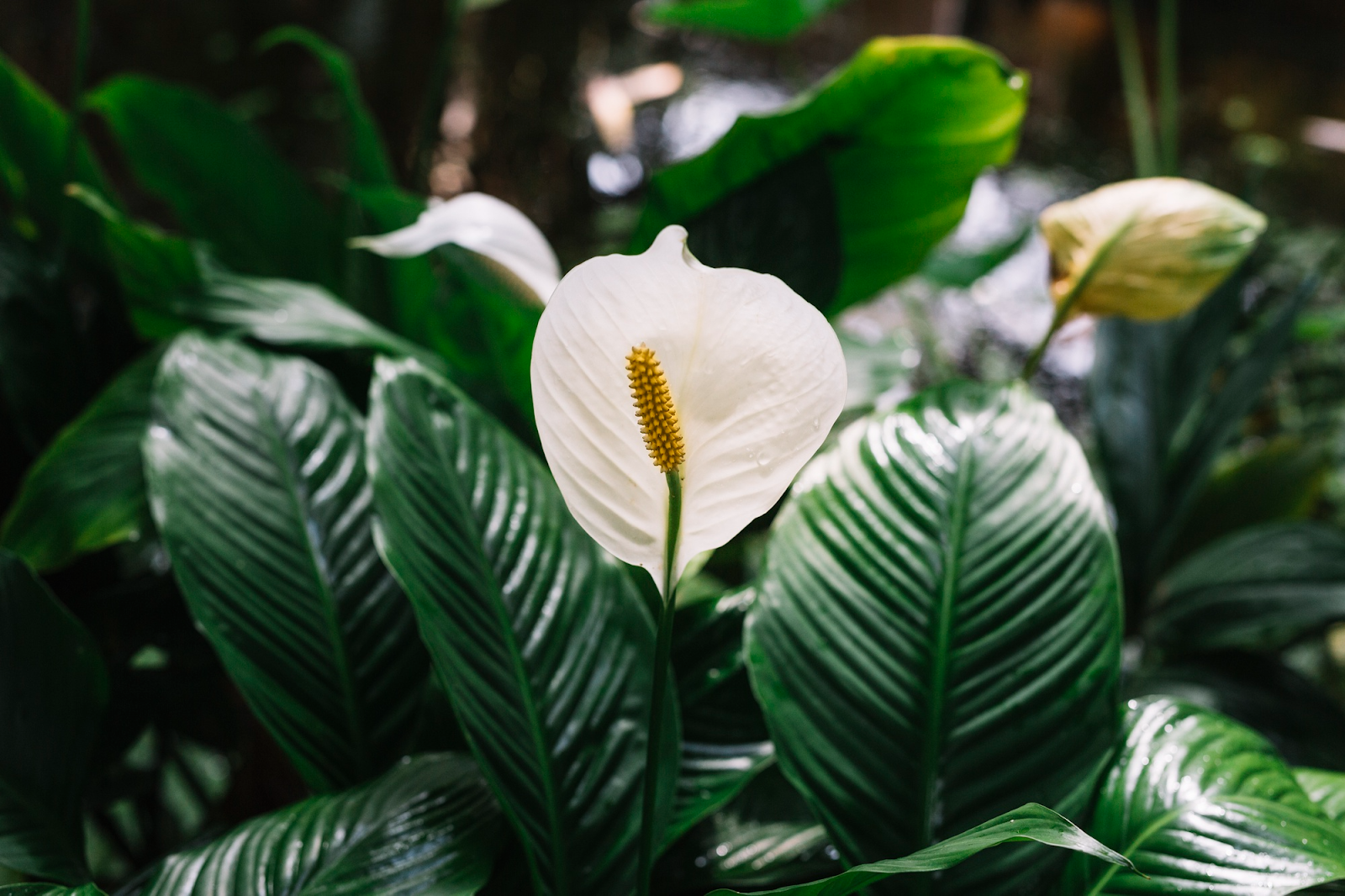 Why Is My Peace Lily Flower Turning Brown: 8 Common Causes And Solutions